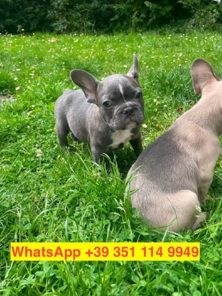 Regalo cuccioli di Bulldog francese maschio e femmina | Foto 2