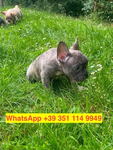 Regalo cuccioli di Bulldog francese maschio e femmina | Foto 1