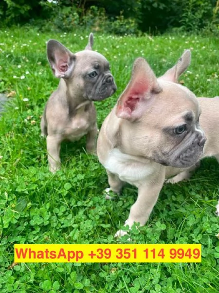 Regalo cuccioli di Bulldog francese maschio e femmina