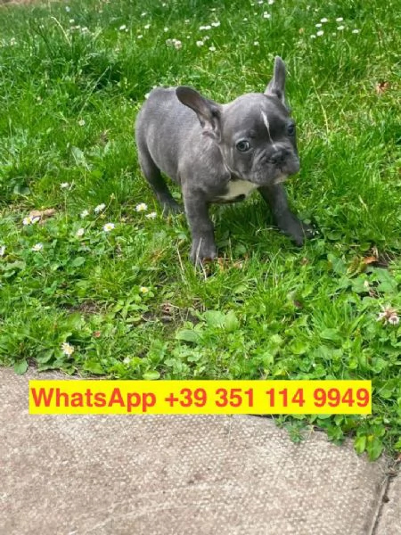Regalo cuccioli di Bulldog francese maschio e femmina | Foto 0