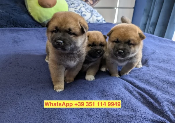 Regalo cuccioli di  Shiba Inu maschio e femmina | Foto 1