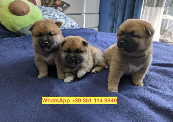 Regalo cuccioli di  Shiba Inu maschio e femmina
