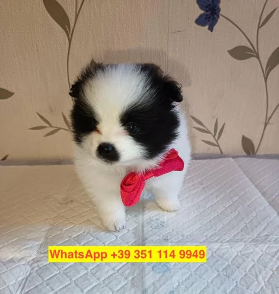 Regalo cuccioli di  Volpino Pomerania maschio e femmina