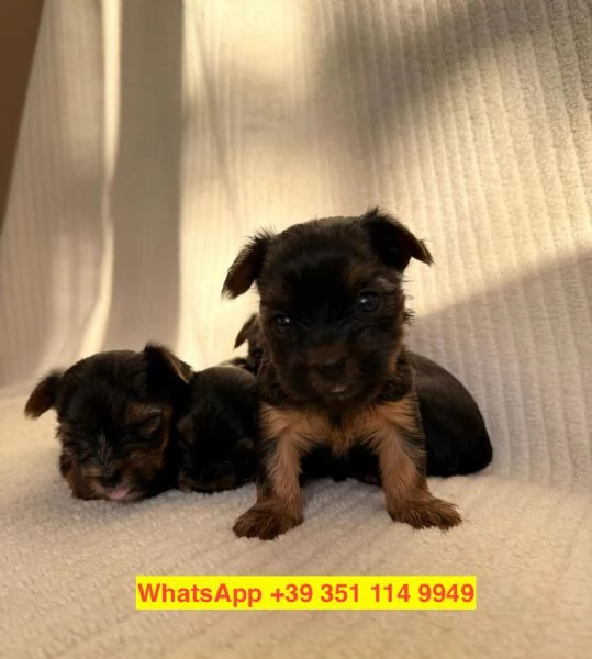 Regalo cuccioli di  Yorkshire maschio e femmina | Foto 2