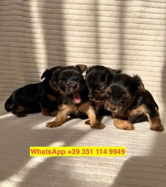 Regalo cuccioli di  Yorkshire maschio e femmina | Foto 1