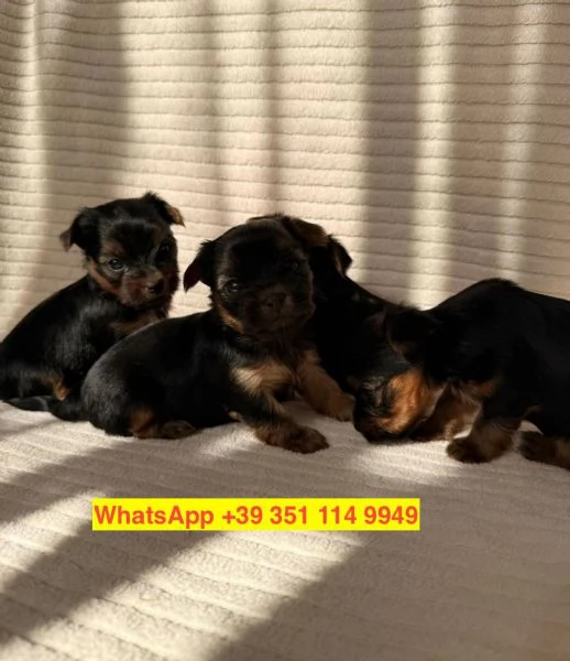 Regalo cuccioli di  Yorkshire maschio e femmina | Foto 0