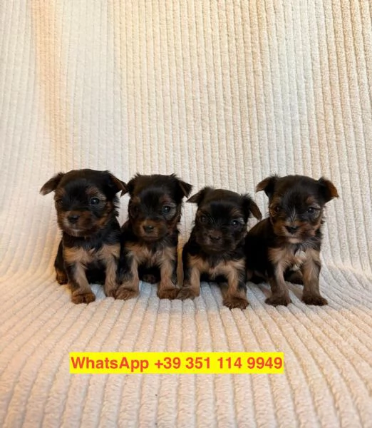 Regalo cuccioli di  Yorkshire maschio e femmina