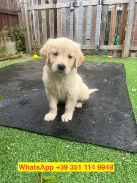 Regalo cuccioli di  Golden Retriever maschio e femmina | Foto 1