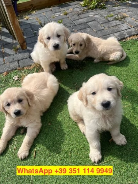 Regalo cuccioli di  Golden Retriever maschio e femmina | Foto 0