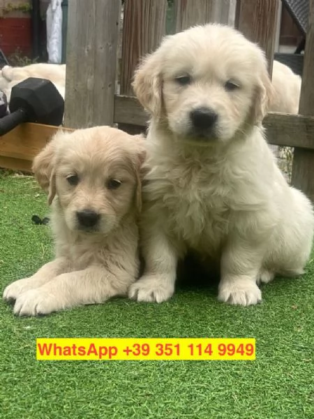 Regalo cuccioli di  Golden Retriever maschio e femmina