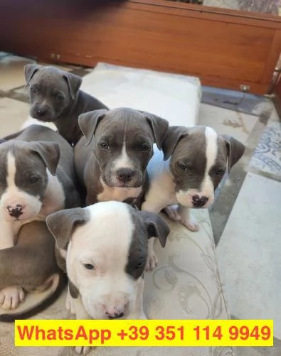 Regalo cuccioli di  Pitbull maschio e femmina | Foto 2