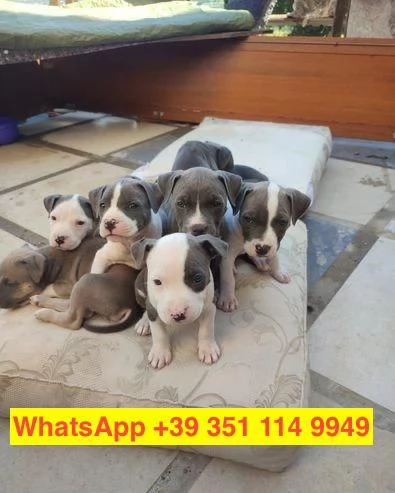 Regalo cuccioli di  Pitbull maschio e femmina | Foto 0