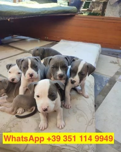 Regalo cuccioli di  Pitbull maschio e femmina