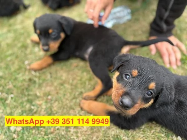 Regalo cuccioli di  Rottweiler maschio e femmina | Foto 2