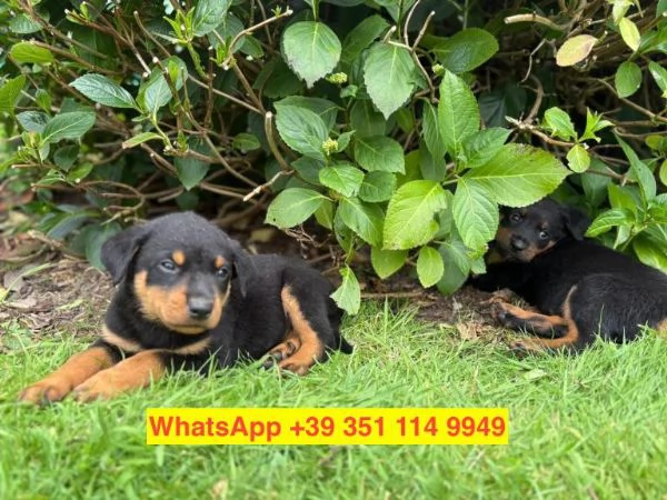 Regalo cuccioli di  Rottweiler maschio e femmina | Foto 1