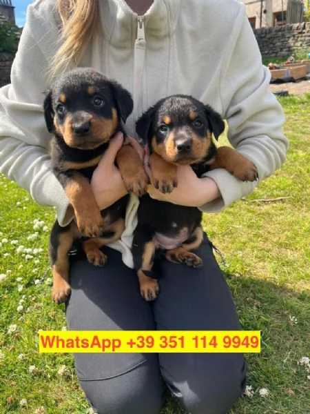 Regalo cuccioli di  Rottweiler maschio e femmina | Foto 0