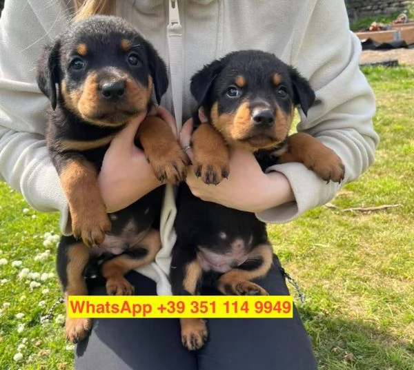 Regalo cuccioli di  Rottweiler maschio e femmina