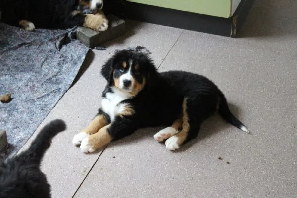 fantastici cuccioli di bovaro del bernese | Foto 3