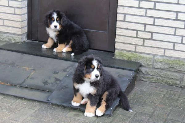 fantastici cuccioli di bovaro del bernese | Foto 2