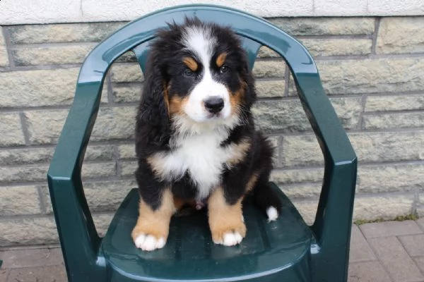 fantastici cuccioli di bovaro del bernese | Foto 1