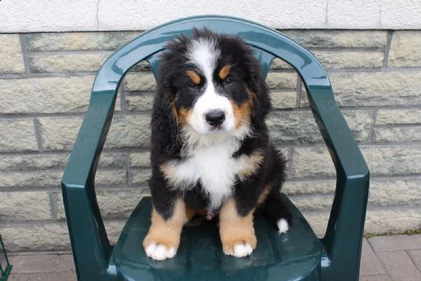 fantastici cuccioli di bovaro del bernese | Foto 0