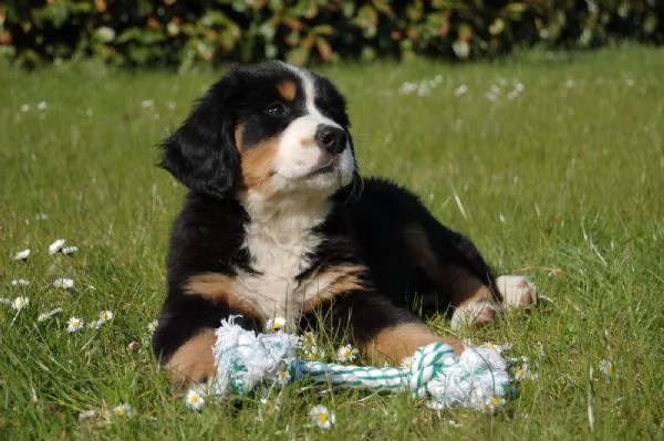 fantastici cuccioli di bovaro del bernese