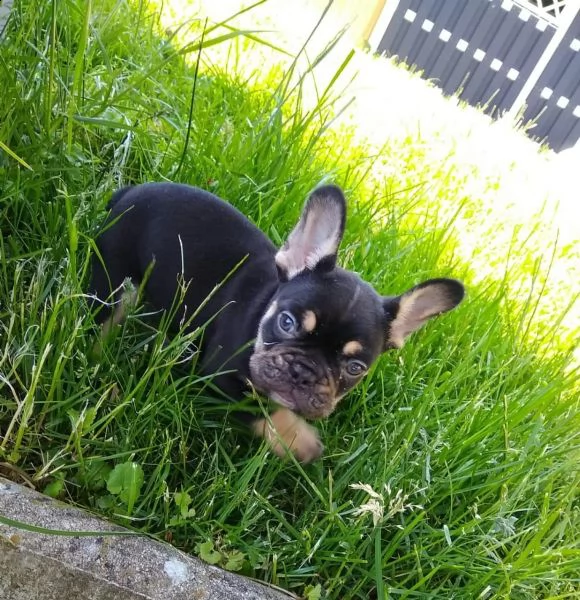 bouledogue francese blue | Foto 2