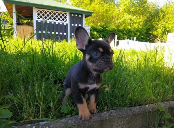 bouledogue francese blue | Foto 1