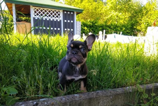 bouledogue francese blue | Foto 0
