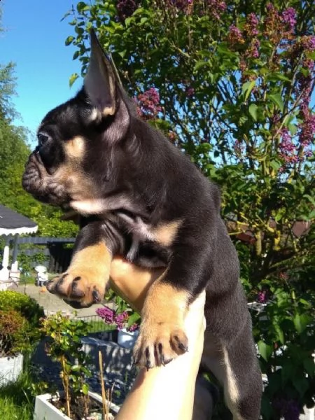 bouledogue francese blue