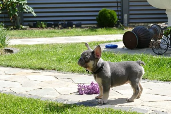 3  bouledogue bulldog francese - pedegree enci | Foto 3