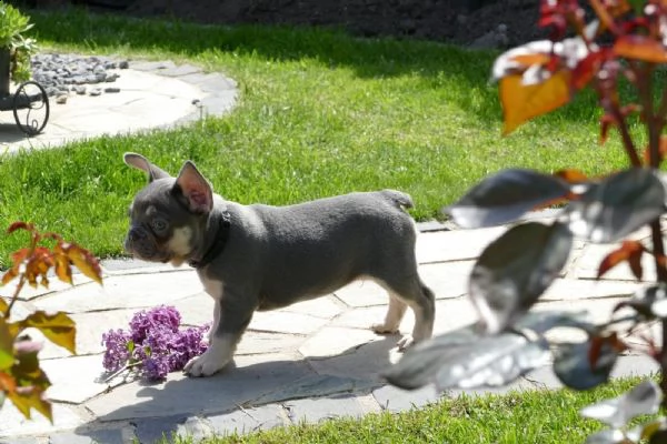 3  bouledogue bulldog francese - pedegree enci | Foto 2