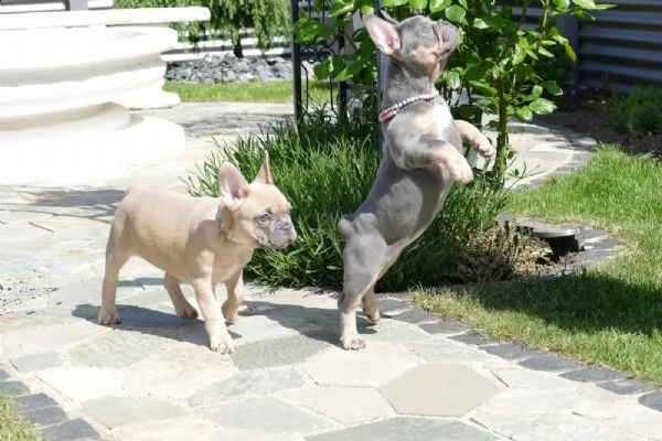 3  bouledogue bulldog francese - pedegree enci | Foto 1