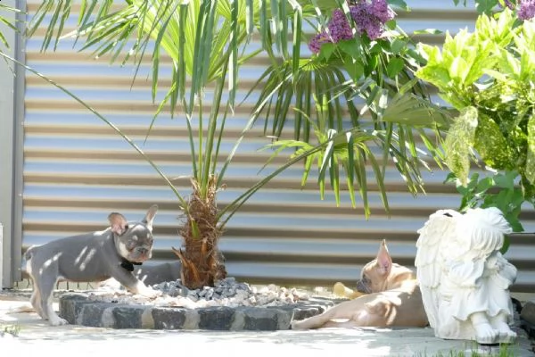 3  bouledogue bulldog francese - pedegree enci | Foto 0