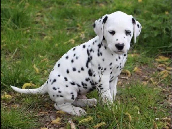 disponibili cuccioli dalmata con pedigree | Foto 0