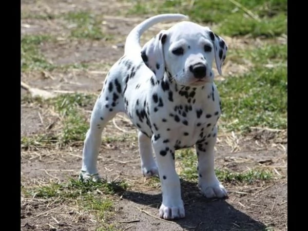 disponibili cuccioli dalmata con pedigree