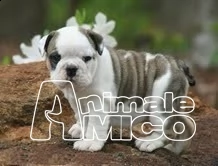 cuccioli bouledogue francese | Foto 2