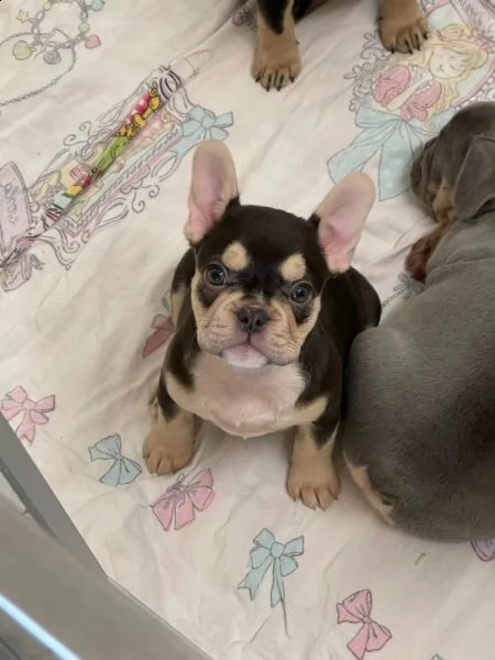 cuccioli bouledogue francese | Foto 1