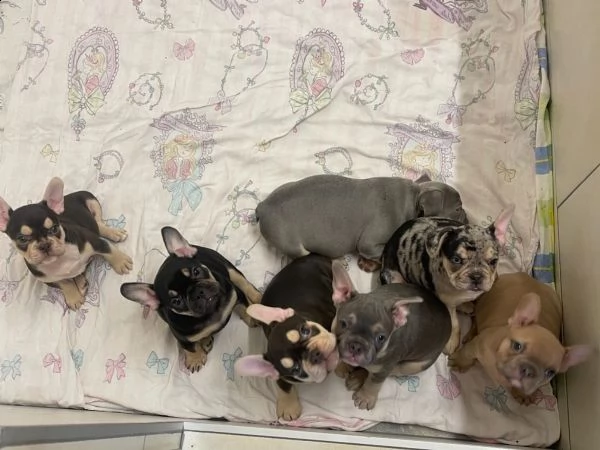 cuccioli bouledogue francese | Foto 0
