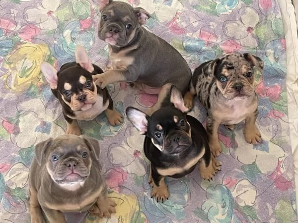 cuccioli bouledogue francese