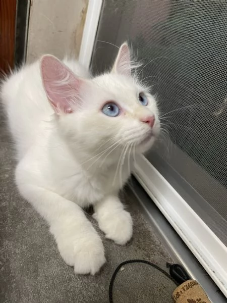 Cuccioli di Siberiano Neva Masquerade | Foto 1
