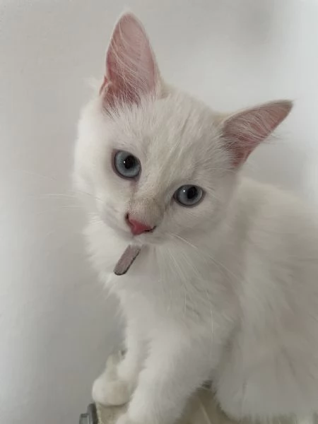 Cuccioli di Siberiano Neva Masquerade