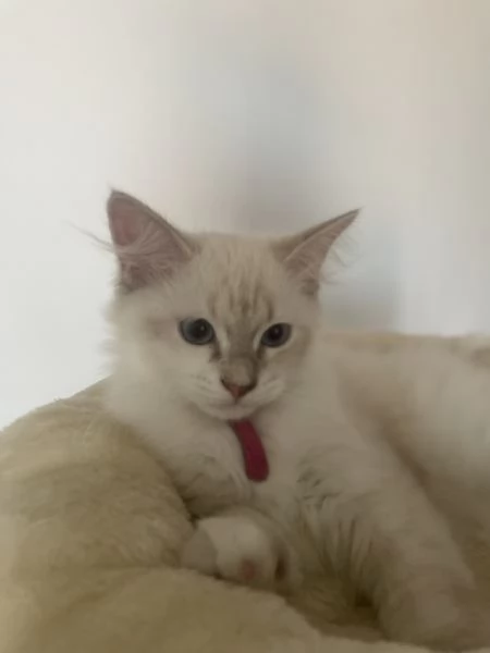 Cuccioli di Siberiano Neva Masquerade | Foto 0
