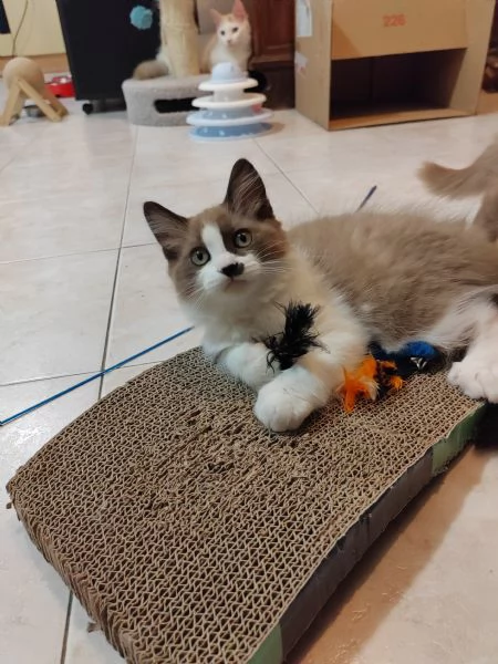 Munchkin  | Foto 6