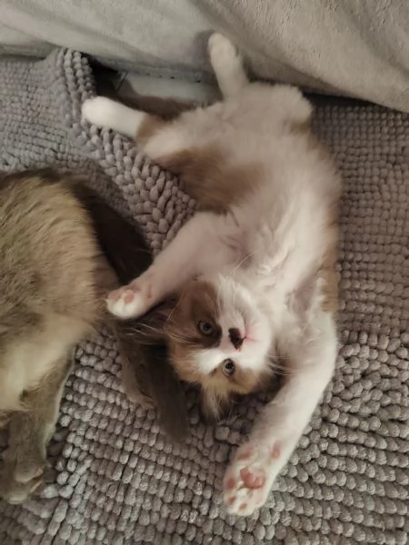Munchkin  | Foto 4