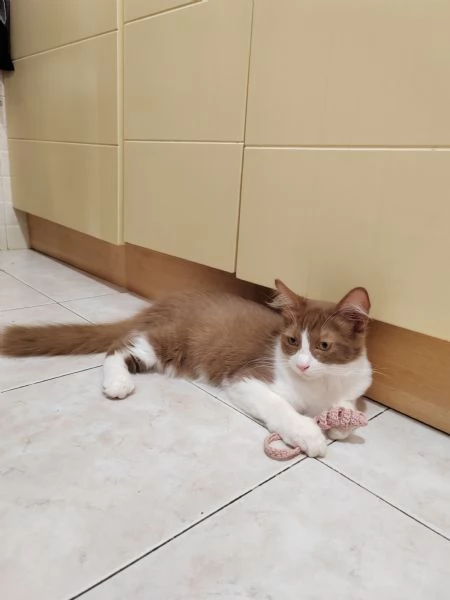 Munchkin  | Foto 1