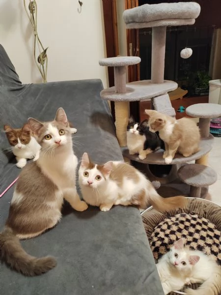Munchkin  | Foto 0