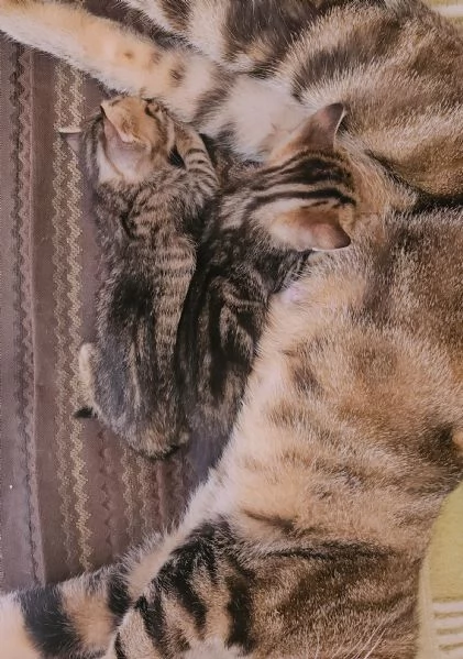 Gattini cercano famiglia | Foto 3