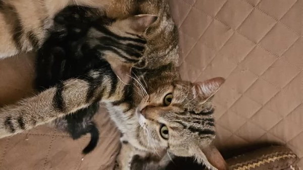 Gattini cercano famiglia | Foto 2