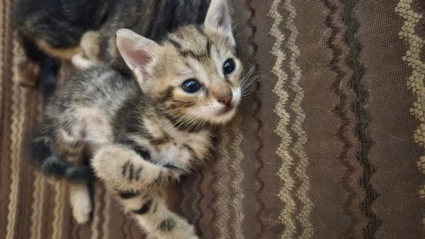 Gattini cercano famiglia | Foto 1